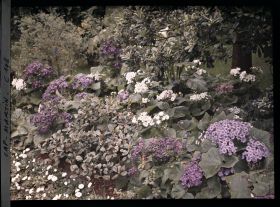 Image représentant Cap Martin - Le Jardin