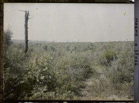 Image représentant France, St Hubert, Direction Marie Thérèse vers la Harazée (Sommet du St Hubert)