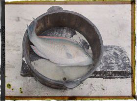 Image représentant Un poisson-perroquet