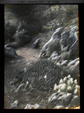 Image représentant Fleurs et cactus