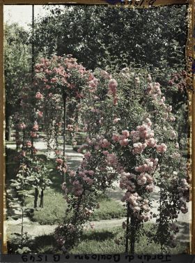 Image représentant Rosier en fleur au bord d'une allée menant à la forêt bleue, dans la partie est du verger-roseraie