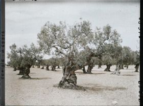 Image représentant Vieux oliviers dans une plantation (culture arabe)