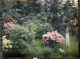 Image représentant Massif de rhododendrons et d'azalées en fleurs bordant l'est du marais