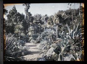 Image représentant le Jardin palmiers