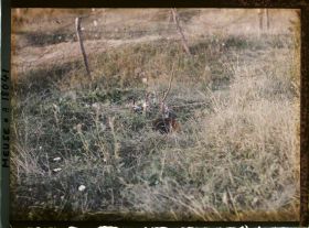 Image représentant France, Thiaumont, Tranchée de Thiaumont les fusils sortant de terre avaient été attachés par des étoffes tricolores