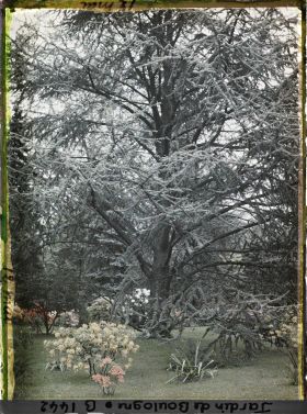 Image représentant Azalées dans la forêt bleue