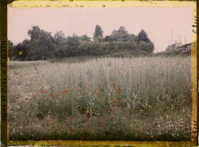Image représentant Ile de France, Montsoult , Champ de poireaux cultivés pour graines