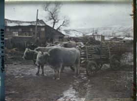 Image représentant Turquie, Boz-Oyuk, Type d'attelage du Pays