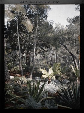 Image représentant Cap-Martin - Le Jardin