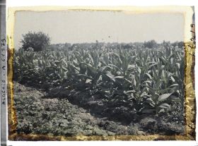 Image représentant Culture du tabac