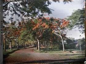 Image représentant Des flamboyants en fleurs aux abords d'une route