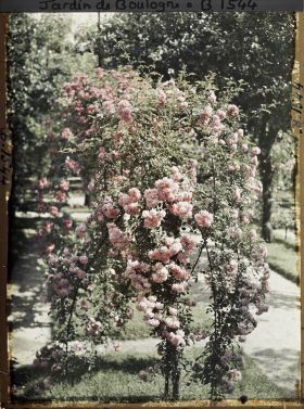 Image représentant Rosier en fleur au bord d'une allée menant à la forêt bleue, dans la partie est du verger-roseraie