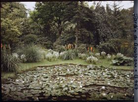 Image représentant Coin nord-est de " l'étang " le plus sud du marais bordé de fleurs et couvert de nénuphars