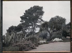 Image représentant Cap-Martin - Le Jardin