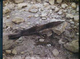 Image représentant Site palafittique préhistorique des Alpes, pieux en bois visibles lors de la baisse des eaux après la grande sécheresse de 1921