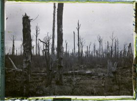 Image représentant Belgique, Forêt d' Houtuhlsd, Forêt d' Houtuhlsd; Autre aspect de la forêt