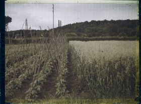Image représentant Ile de France, Presles, Légumes et Céréales