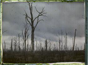 Image représentant Belgique, Forêt d' Houtuhlsd, Forêt d' Houtuhlsd; Orage sur la forêt
