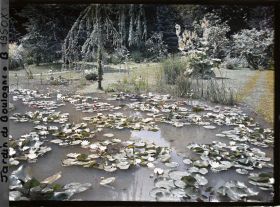 Image représentant Nénuphars sur l'étang du marais