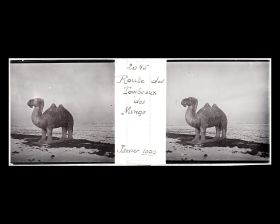 Image représentant Ming Shisanling ("Treize Tombeaux des Ming"). L'un des deux chameaux debout de l'allée des statues