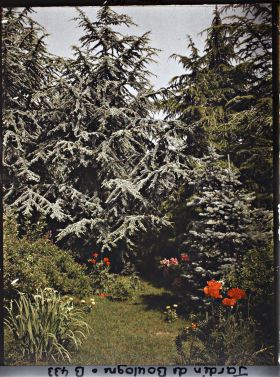 Image représentant Massif fleuri au pied des conifères de la forêt bleue