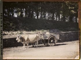 Image représentant France, St Jean Pied de Port, Attelage de B?ufs et Char