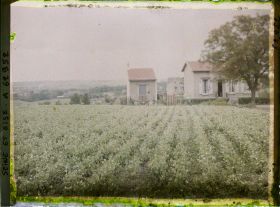 Image représentant Ile de France, Frepillon, Culture de petits pois
