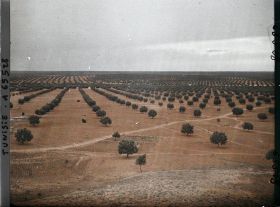 Image représentant Panorama sur les oliveraies pris du point géodésique