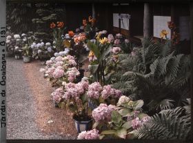Image représentant Hortensias, cannas et agapanthes en pots fleuris, au pied de la maison est du " village japonais "