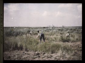 Image représentant France, Remise en état du terrain au Chemin des Dames
