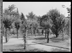Image représentant Coin du verger-roseraie, vu depuis un parterre sud-ouest du rond-point proche de la dépendance