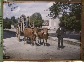 Image représentant France, Brantôme, Vaches et charrette avec le toucheur