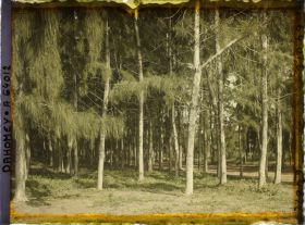 Image représentant Allée bordée de filaos