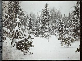 Image représentant Forêt bleue sous la neige