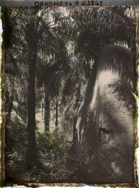 Image représentant Palmeraie en montagne