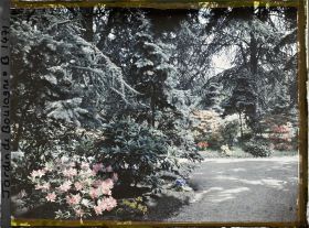 Image représentant une allée dans la forêt bleue, à l'arrière-plan les conifères qui bordent le marais