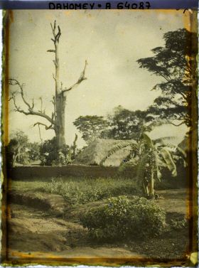 Image représentant Dans le village indigène, un chronoxyle d'Iroko (ou milicia exclesa) sacré ou arbre fétiche