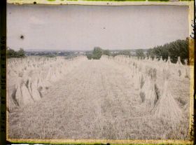 Image représentant Ile de France, Poissy, Seigle moissonné