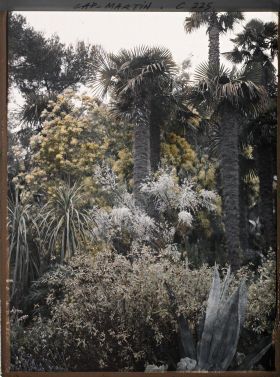 Image représentant Cap-Martin - Mimosas - Le Jardin