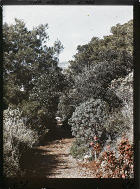 Image représentant Une allée de plantes exotiques