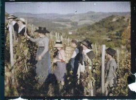 Image représentant France, Sauvagnat, Groupe de Vendangeuses