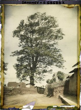 Image représentant Dans le village indigène, un Iroko (ou milicia exclesa) sacré ou arbre fétiche