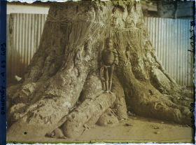 Image représentant Un enfant sur les racines d'un Iroko (ou milicia exclesa) sacré (?)