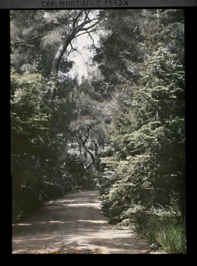 Image représentant Allée d'accès à la villa Kahn, bordée de divers conifères