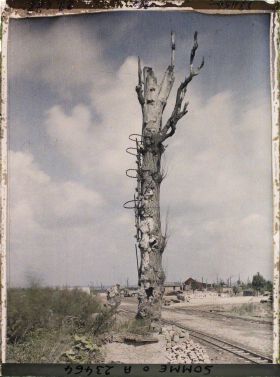 Image représentant France, Chaulnes, Arbre ayant servi d'Observatoire aux boches