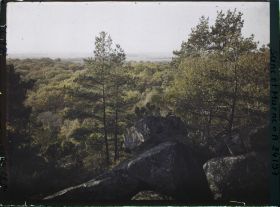 Image représentant Forêt