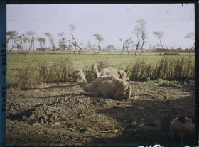 Image représentant Chameaux au repos