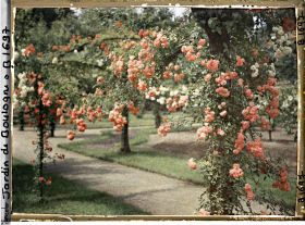 Image représentant Ornementation de roses au nord-ouest du verger-roseraie, non loin de la dépendance ?