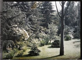 Image représentant Epicéas et cèdres de la forêt bleue entourant le marais