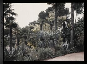 Image représentant Cap-Martin - Le Jardin